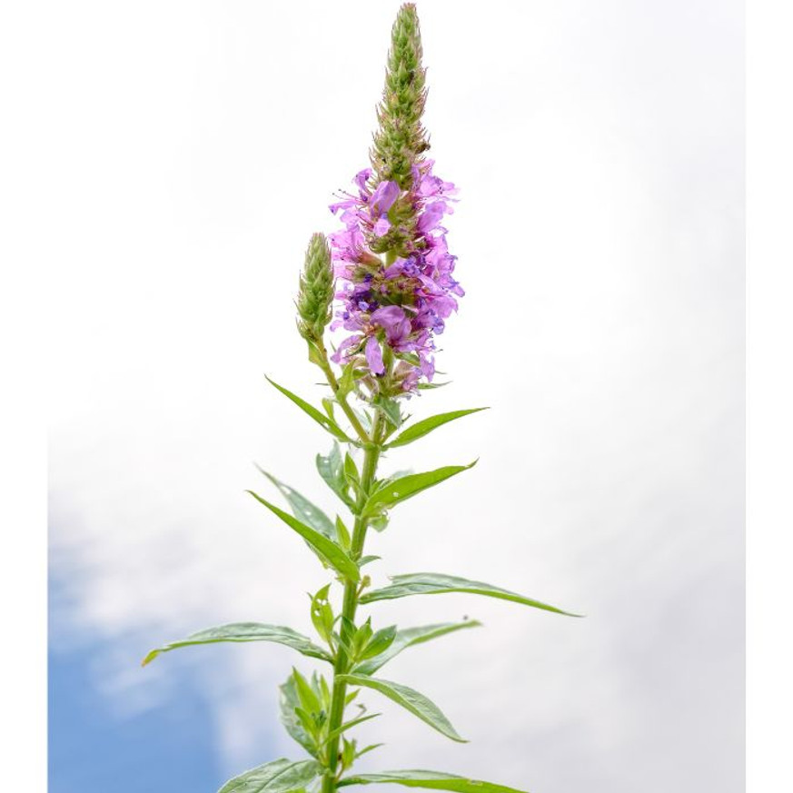 Lythrum salicaria - Réti füzény