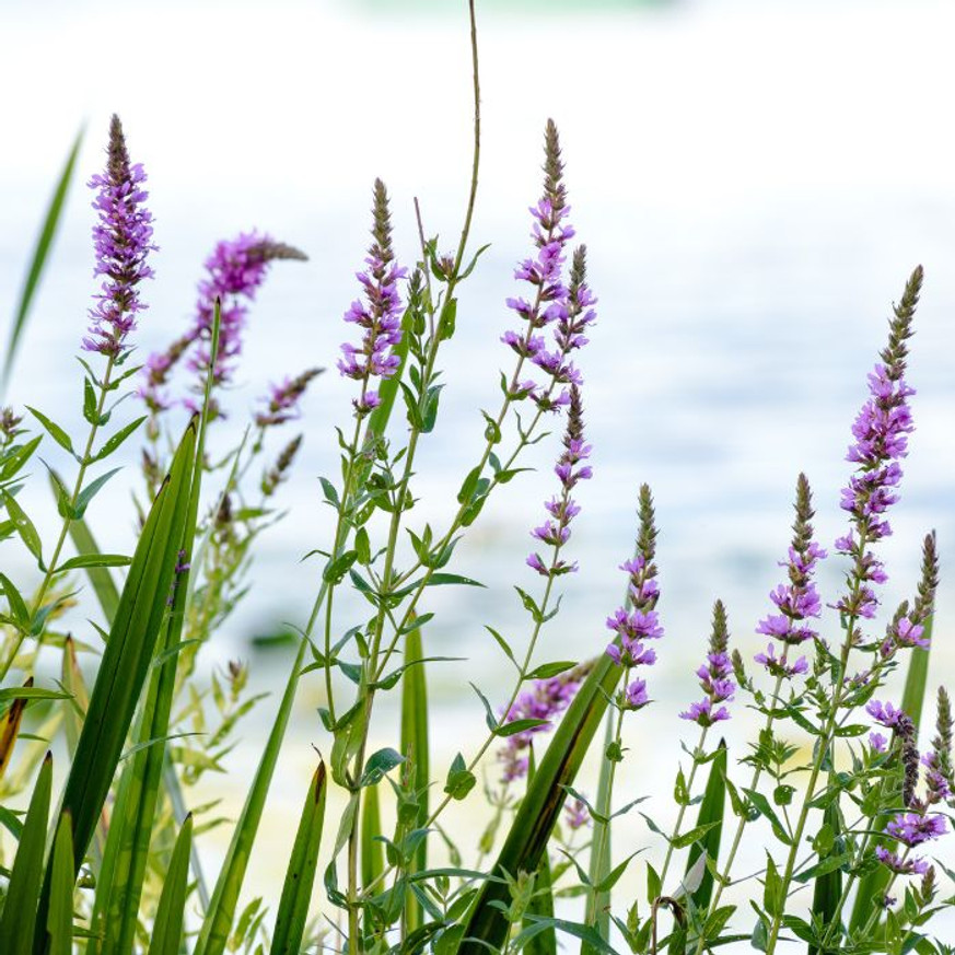Lythrum salicaria - Réti füzény