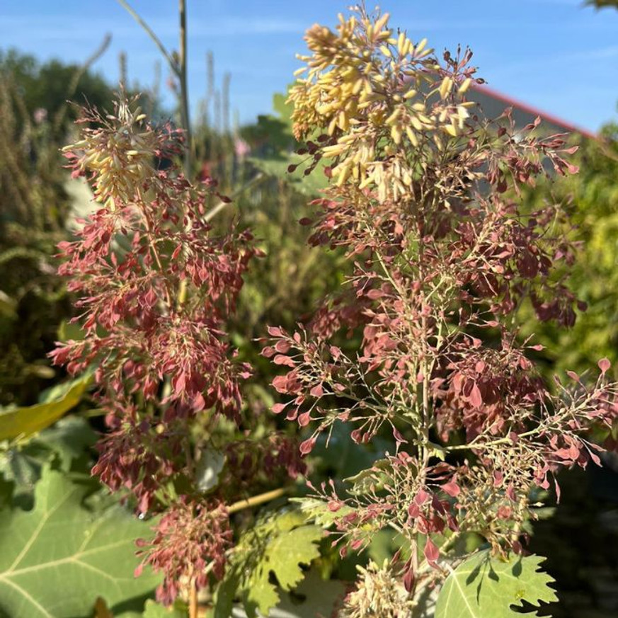 Macleaya cordata - Mákkóró