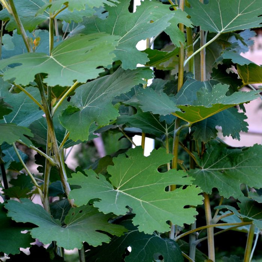 Macleaya cordata - Mákkóró