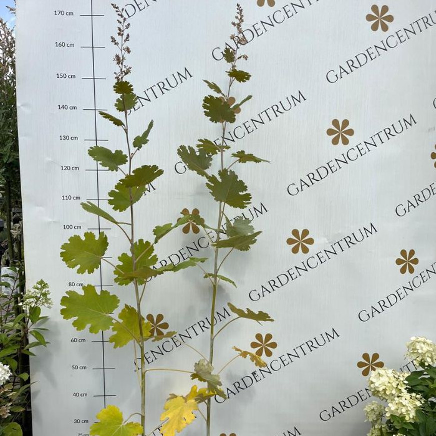 Macleaya cordata - Mákkóró