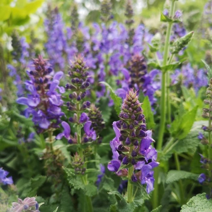 Salvia sylvestris Mainacht - Erdei zsálya Salvia sylvestris Mainacht - Erdei zsálya