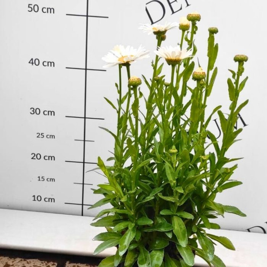 Leucanthemum x superbum CS14 - Margaréta