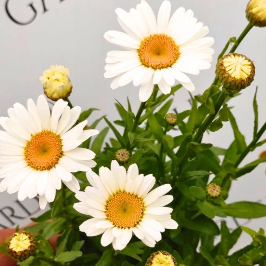 Leucanthemum x superbum CS14 - Margaréta