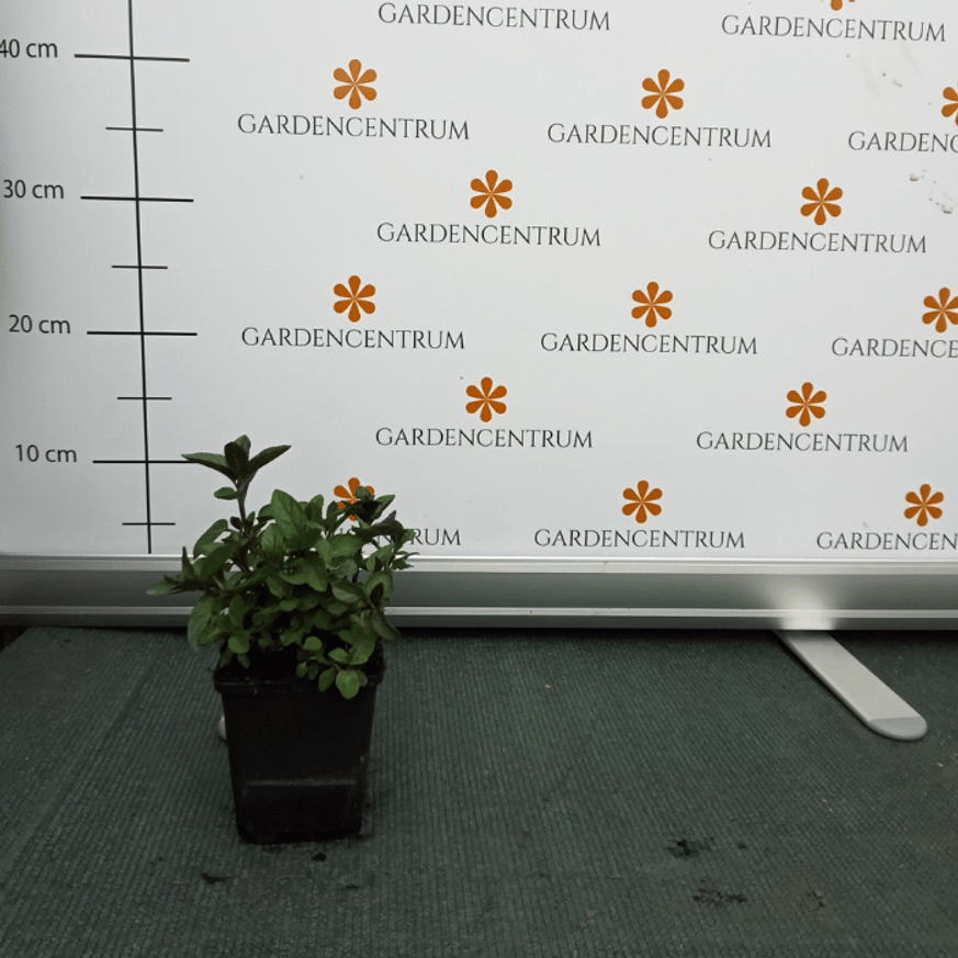 Mentha sp CS9 - Menta