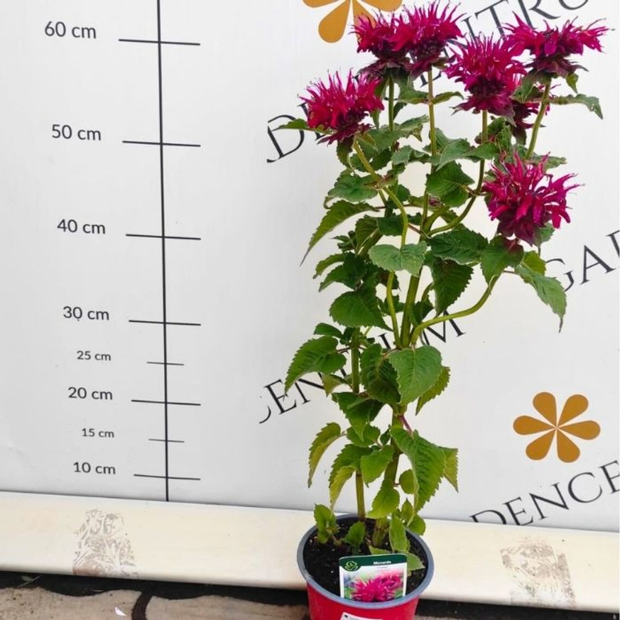 Monarda didyma - Kárminpiros méhbalzsam Monarda didyma - Kárminpiros méhbalzsam