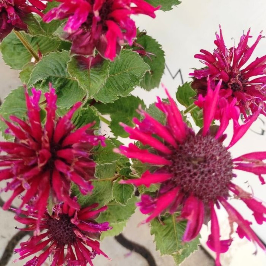 Monarda didyma - Kárminpiros méhbalzsam Monarda didyma - Kárminpiros méhbalzsam