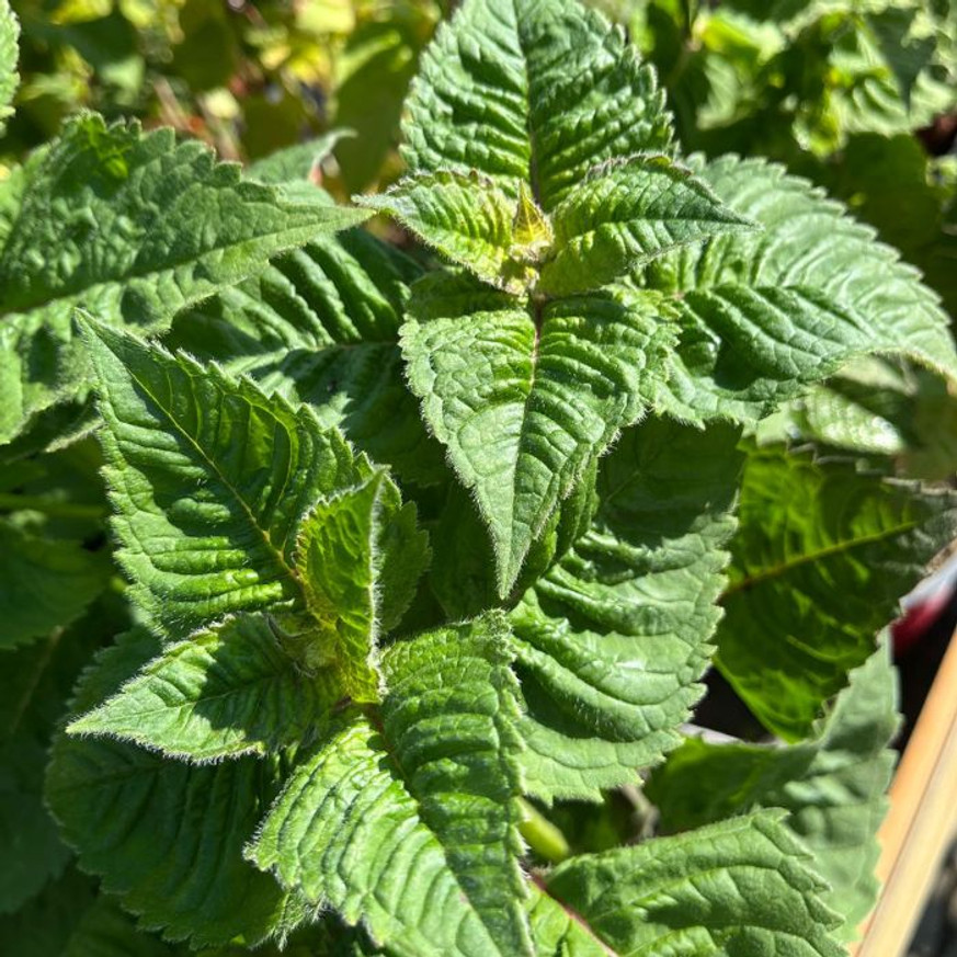 Monarda didyma - Kárminpiros méhbalzsam Monarda didyma - Kárminpiros méhbalzsam