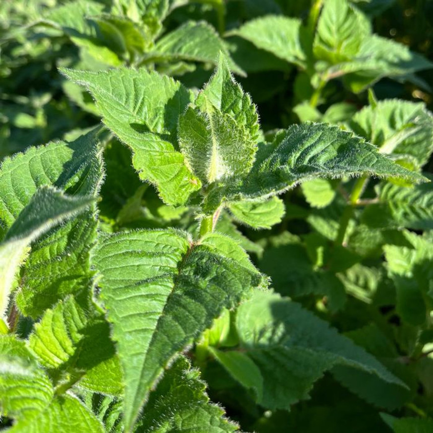 Monarda didyma - Kárminpiros méhbalzsam Monarda didyma - Kárminpiros méhbalzsam