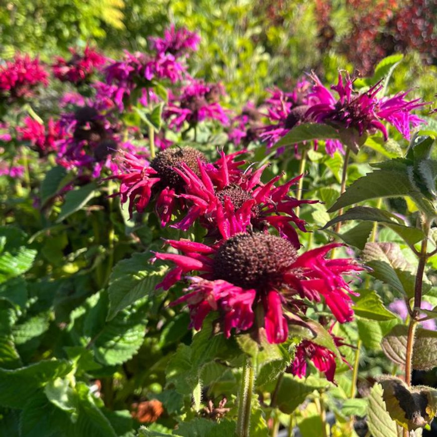 Monarda didyma - Kárminpiros méhbalzsam Monarda didyma - Kárminpiros méhbalzsam