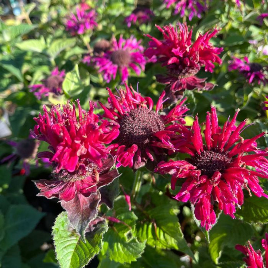 Monarda didyma - Kárminpiros méhbalzsam Monarda didyma - Kárminpiros méhbalzsam