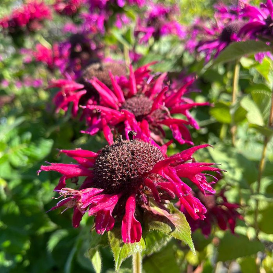 Monarda didyma - Kárminpiros méhbalzsam Monarda didyma - Kárminpiros méhbalzsam