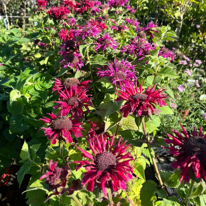 Monarda didyma - Kárminpiros méhbalzsam Monarda didyma - Kárminpiros méhbalzsam