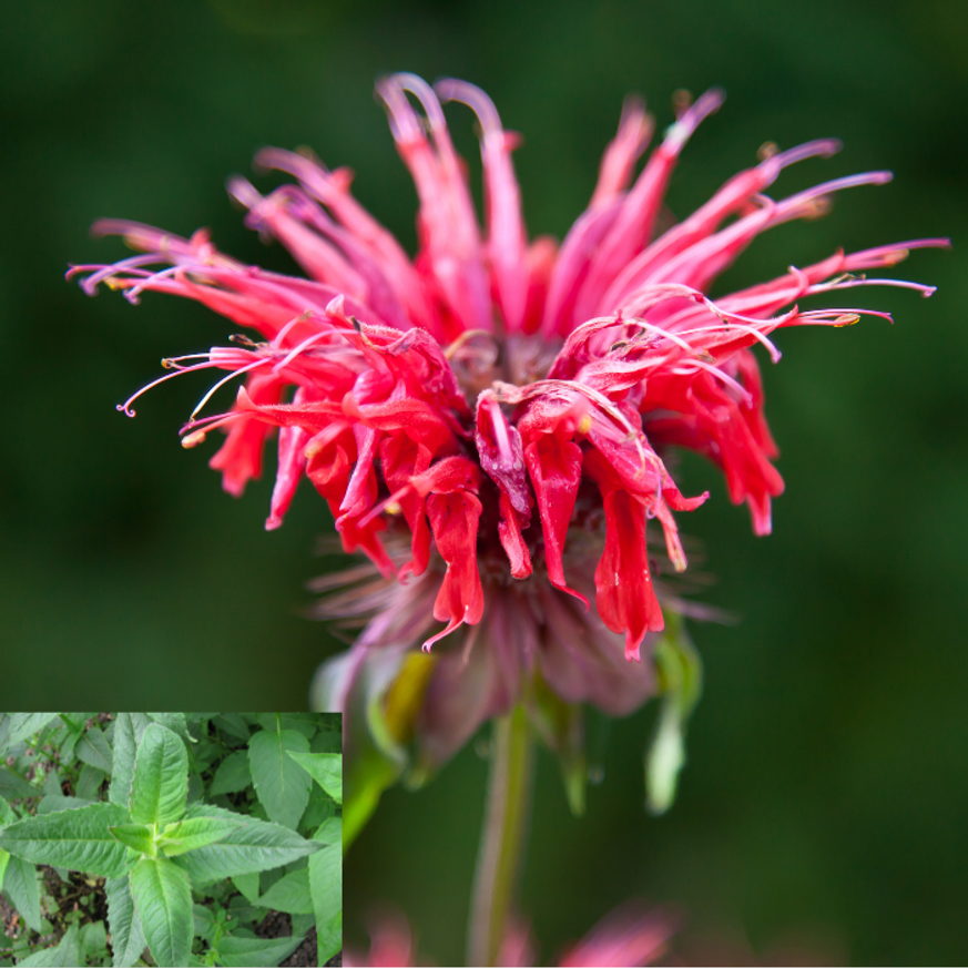 Monarda didyma - Kárminpiros méhbalzsam
