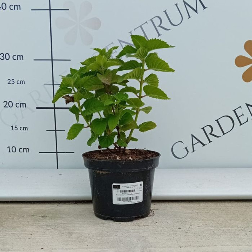 Monarda didyma - Kárminpiros méhbalzsam Monarda didyma - Kárminpiros méhbalzsam