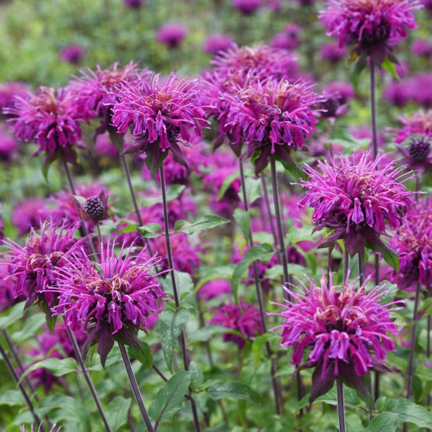 Monarda didyma MIX - Méhbalzsam