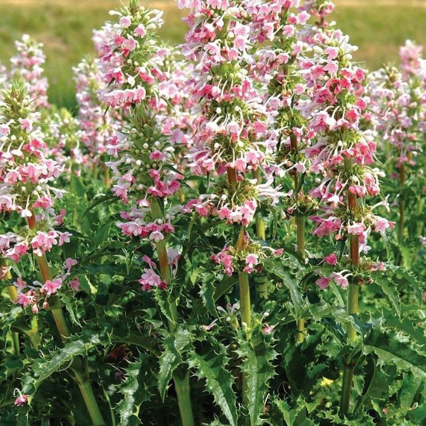 Morina longifolia - Hosszú levelű örvényvirág