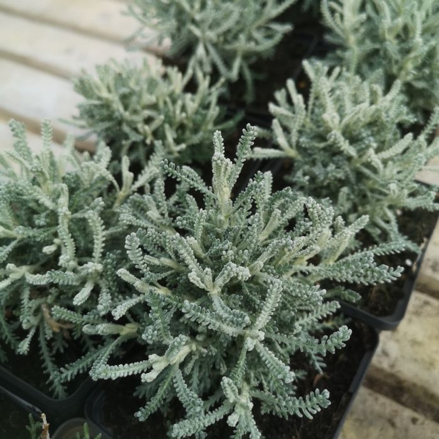 Santolina chamaecyparissus - Hamvas cipruska