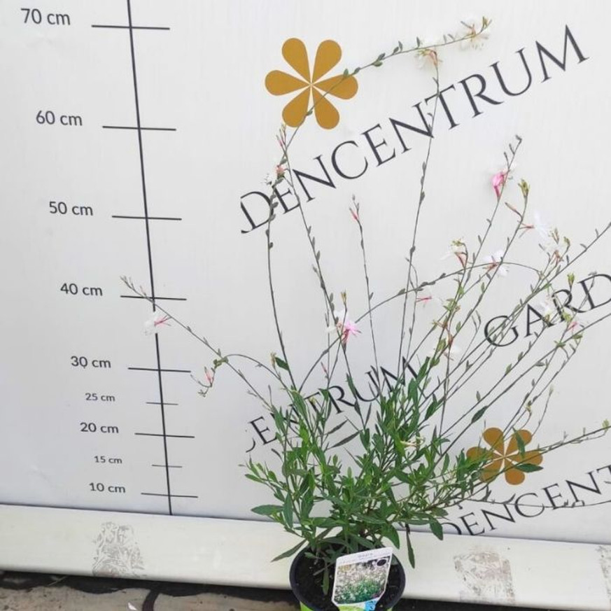 Gaura lindheimeri - Fehér évelő díszgyertya Gaura lindheimeri - Fehér évelő díszgyertya