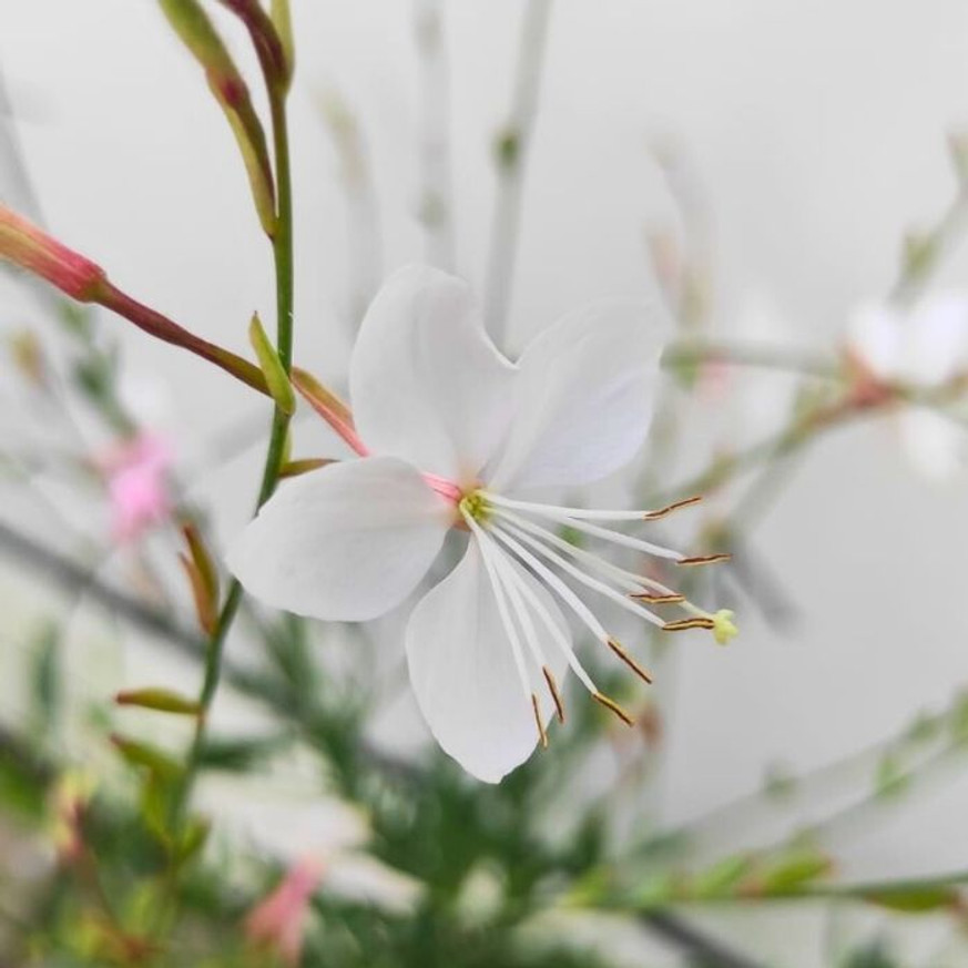 Gaura lindheimeri - Fehér évelő díszgyertya Gaura lindheimeri - Fehér évelő díszgyertya
