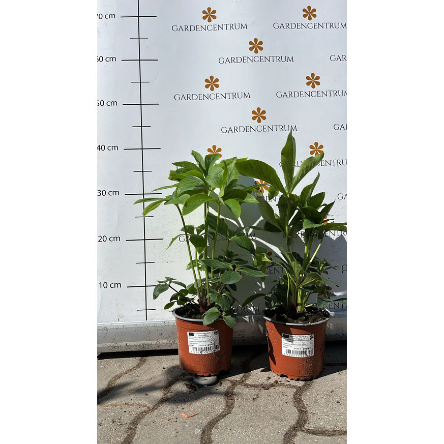 Helleborus orientalis MIX CS13 - Keleti hunyor Helleborus orientalis MIX CS13 - Keleti hunyor