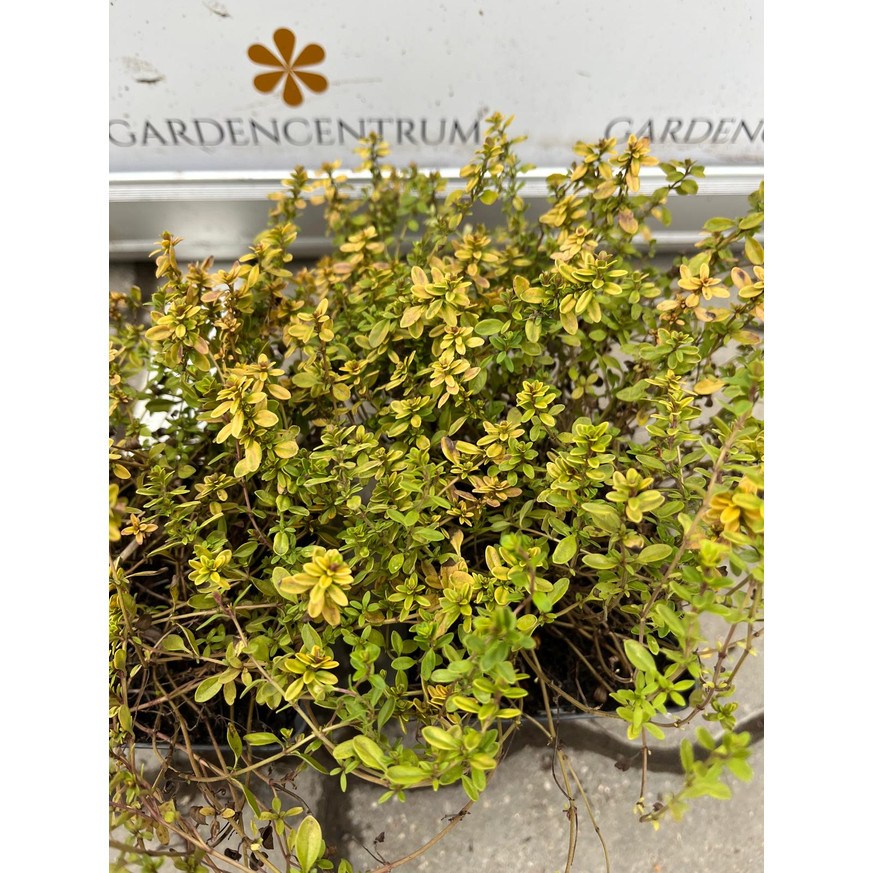 Thymus x citriodorus Archer's Gold CS9 - Kakukkfű