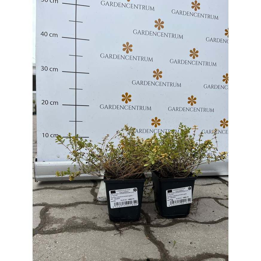 Thymus x citriodorus Archer's Gold CS9 - Kakukkfű