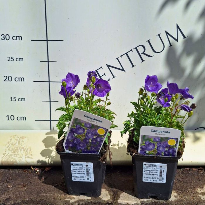 Campanula carpatica CS9 - Kék kárpáti harangvirág Campanula carpatica CS9 - Kék kárpáti harangvirág