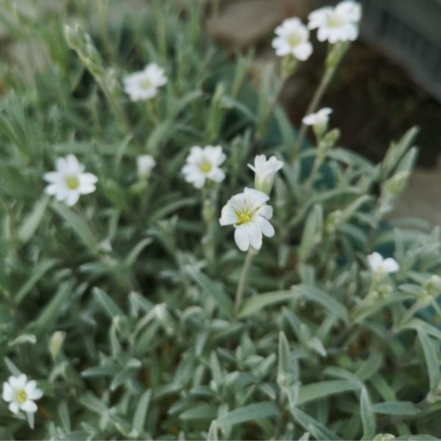Cerastium tomentosum - Molyhos madárhúr Cerastium tomentosum - Molyhos madárhúr