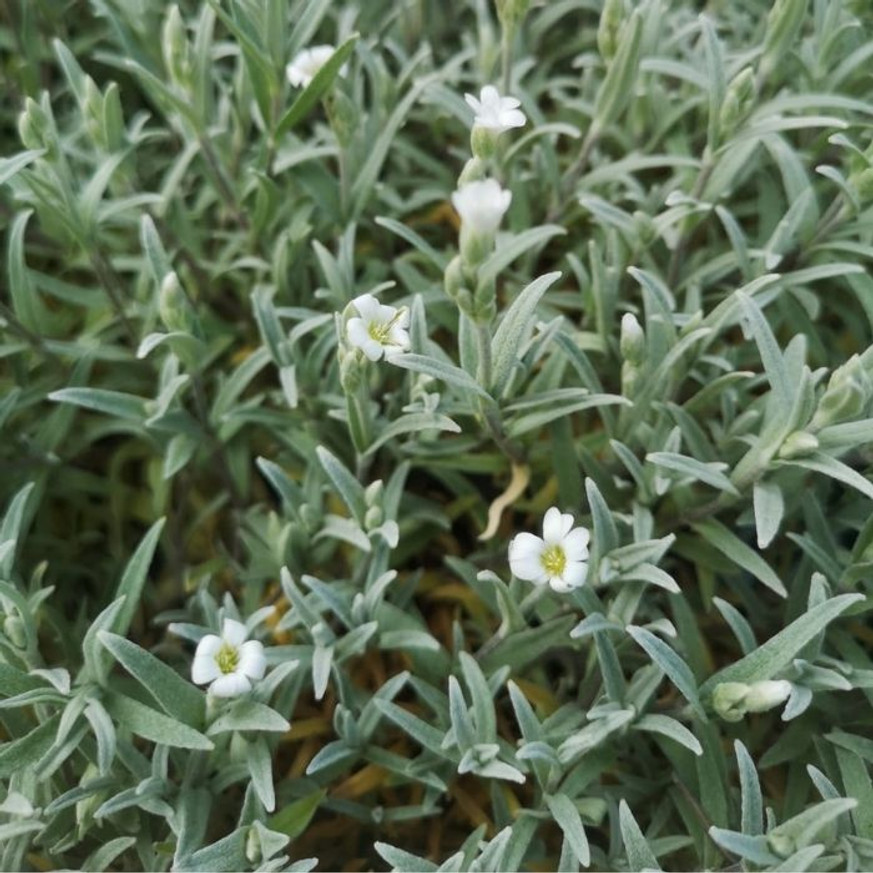 Cerastium tomentosum - Molyhos madárhúr Cerastium tomentosum - Molyhos madárhúr