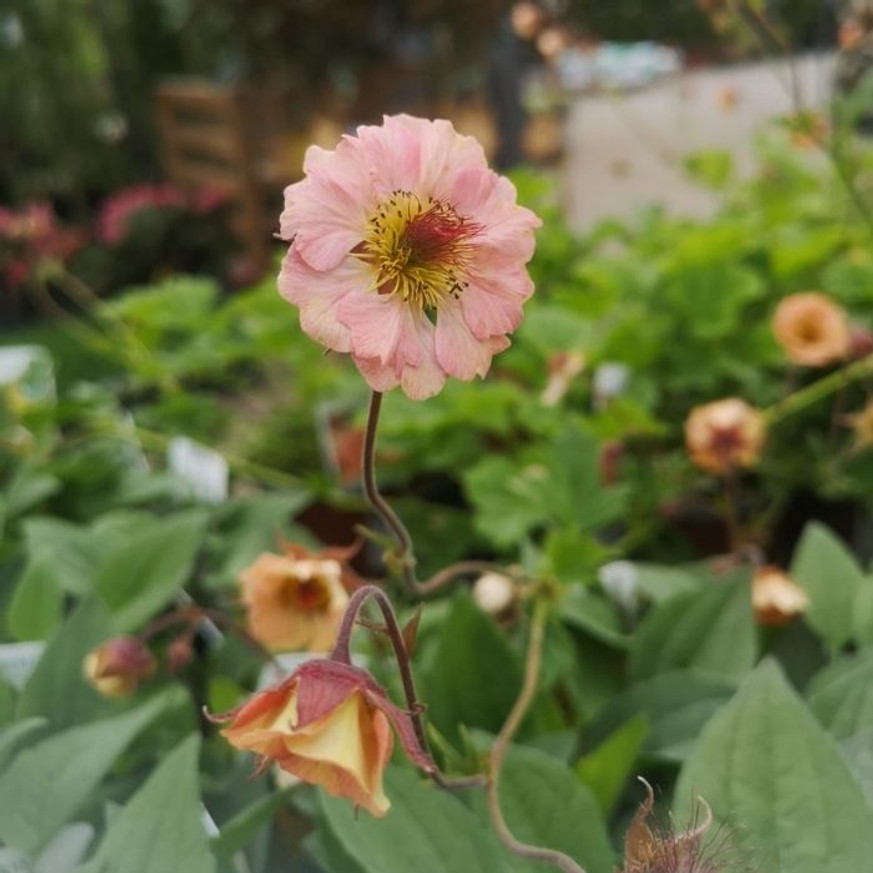 Geum Mai Tai - Gyömbérgyökér
