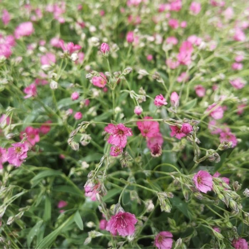 Gypsophila repens Rosea - Rózsaszín havasi fátyolvirág Gypsophila repens Rosea - Rózsaszín havasi fátyolvirág