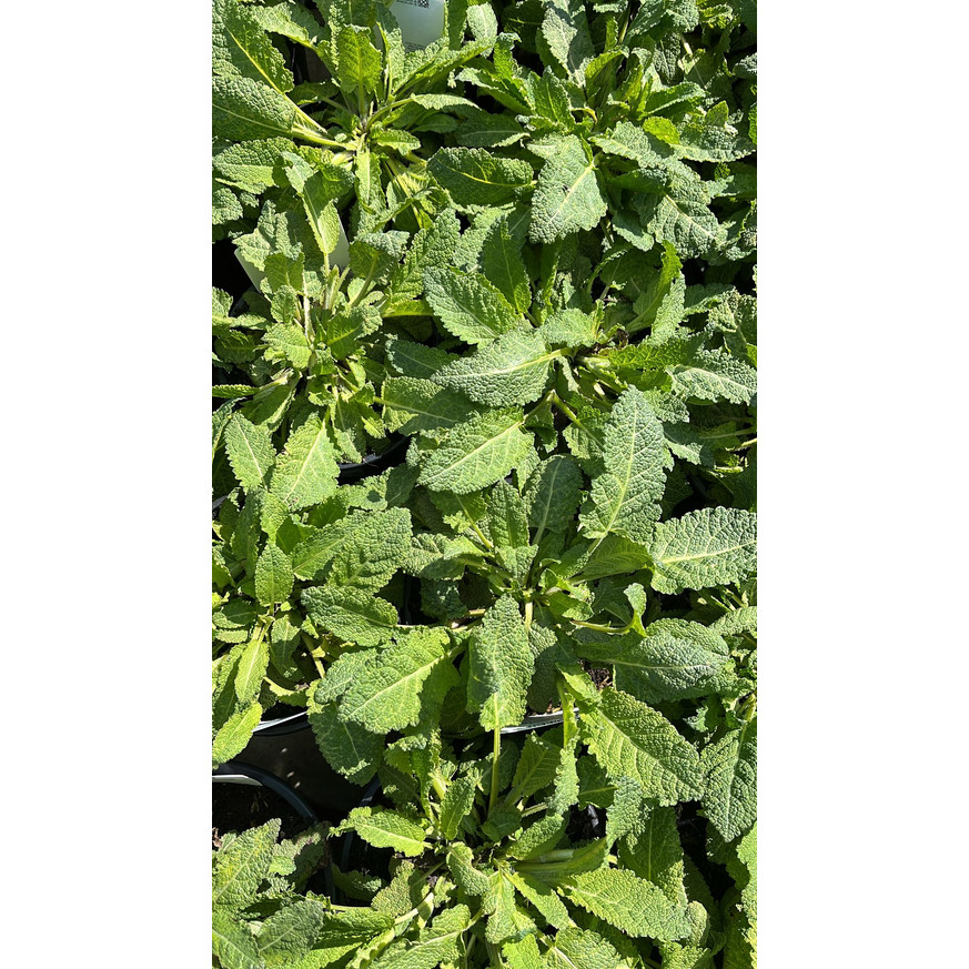 Salvia sylvestris Mainacht - Erdei zsálya Salvia sylvestris Mainacht - Erdei zsálya
