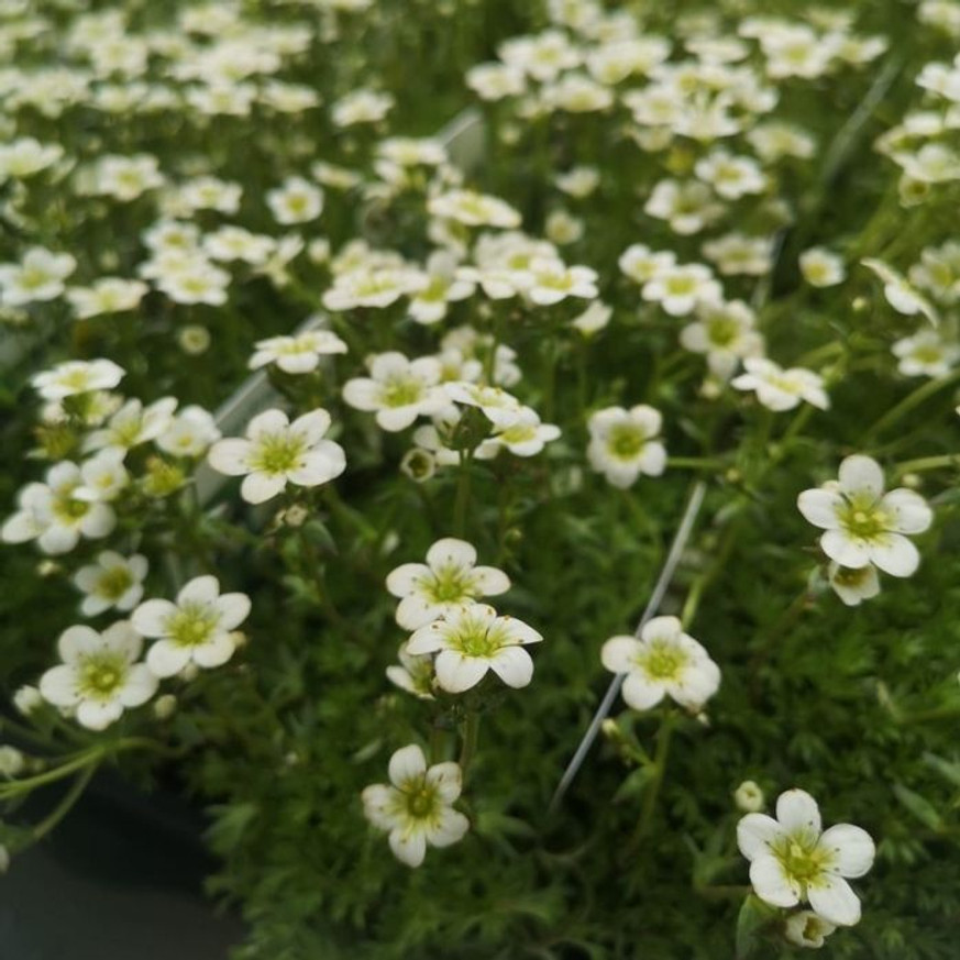 Saxifraga arendsii CS9 - Fehér mohalevelű kőtörőfű Saxifraga arendsii CS9 - Fehér mohalevelű kőtörőfű