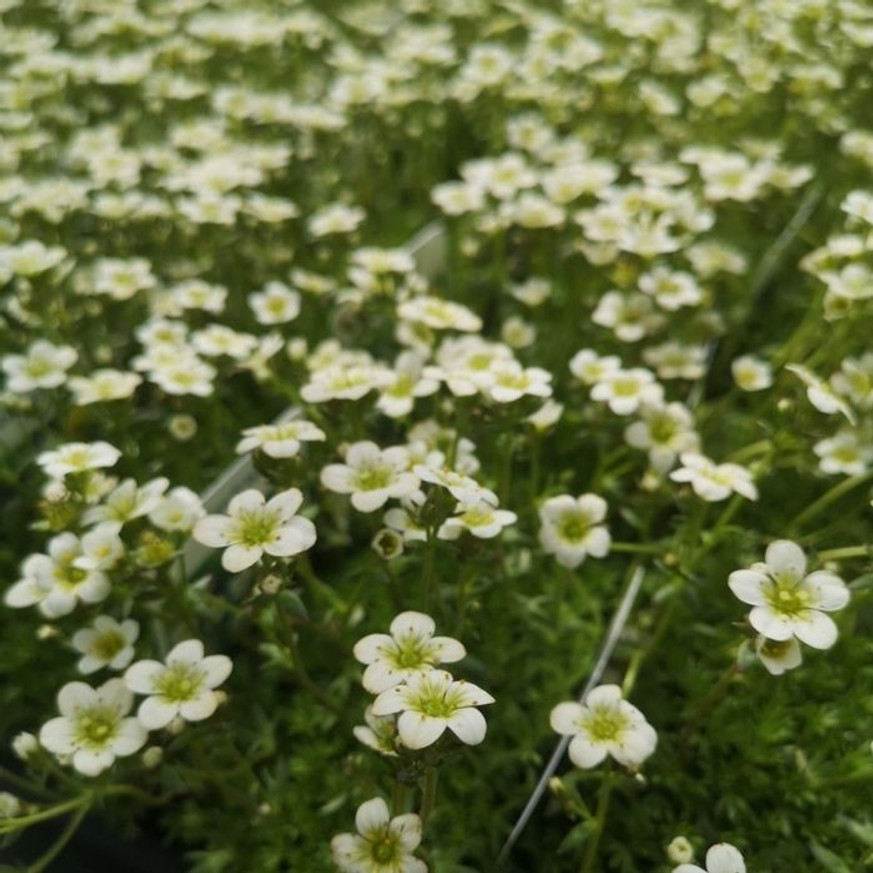 Saxifraga arendsii CS9 - Fehér mohalevelű kőtörőfű Saxifraga arendsii CS9 - Fehér mohalevelű kőtörőfű
