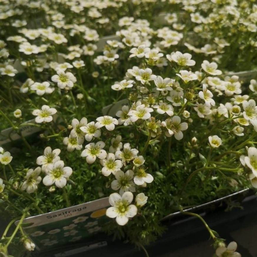 Saxifraga arendsii CS9 - Fehér mohalevelű kőtörőfű Saxifraga arendsii CS9 - Fehér mohalevelű kőtörőfű