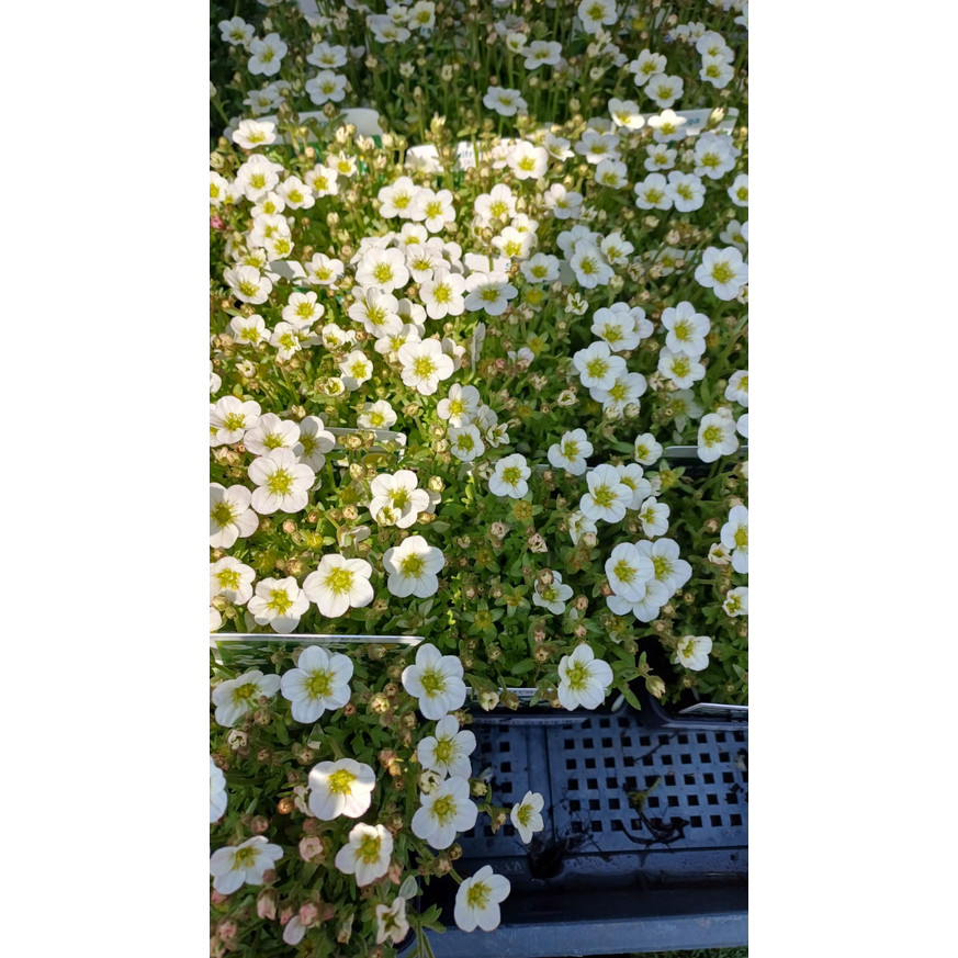 Saxifraga arendsii CS9 - Fehér mohalevelű kőtörőfű Saxifraga arendsii CS9 - Fehér mohalevelű kőtörőfű