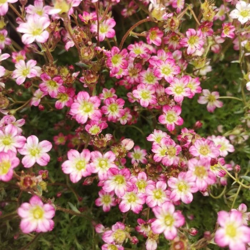 Saxifraga arendsii CS9 - Rózsaszín mohalevelű kőtörőfű