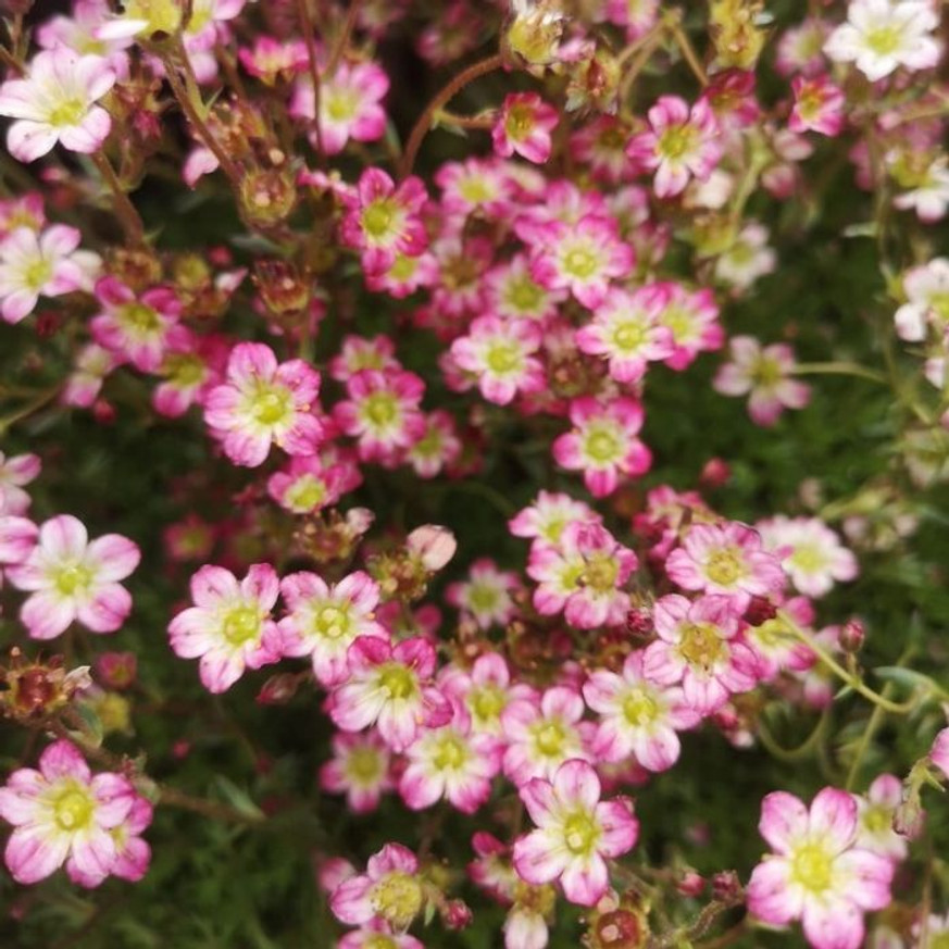 Saxifraga arendsii CS9 - Rózsaszín mohalevelű kőtörőfű