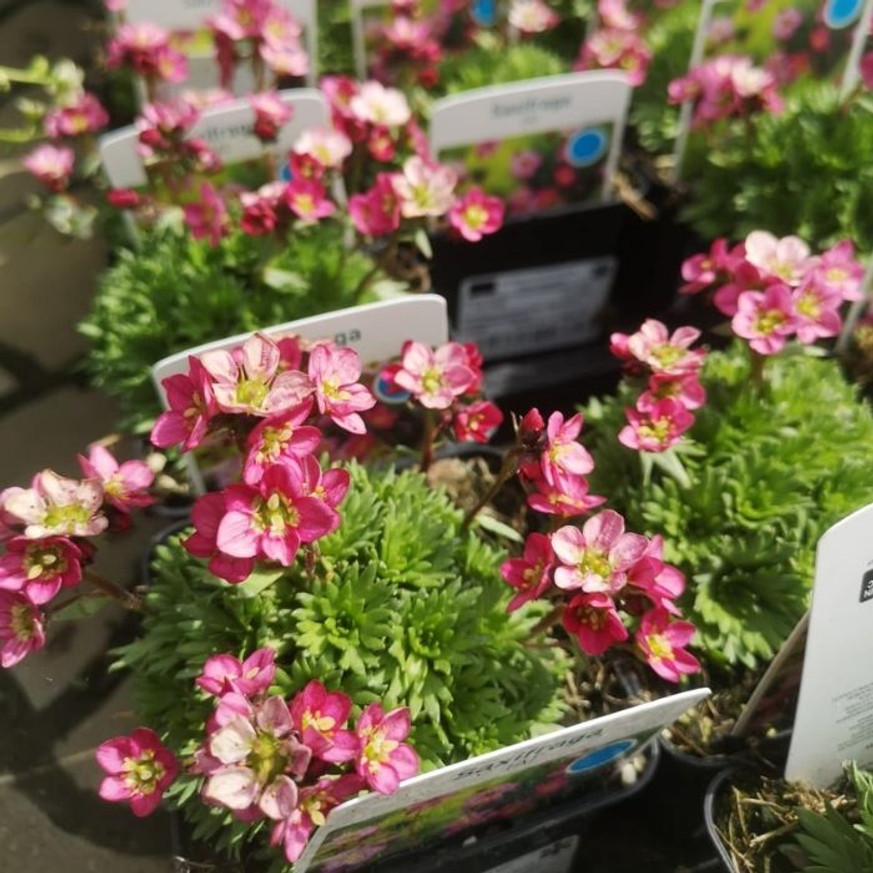 Saxifraga arendsii CS9 - Rózsaszín mohalevelű kőtörőfű