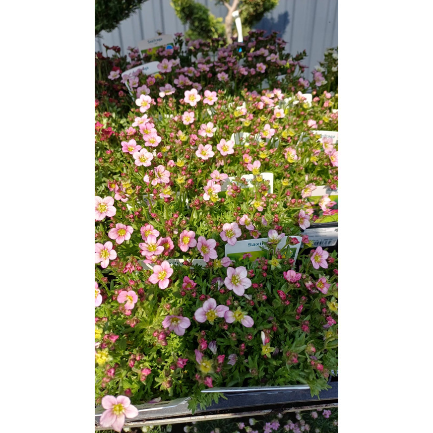Saxifraga arendsii CS9 - Rózsaszín mohalevelű kőtörőfű