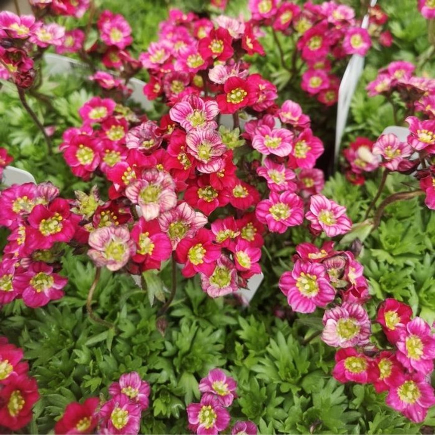 Saxifraga arendsii CS9 - Bordó mohalevelű kőtörőfű