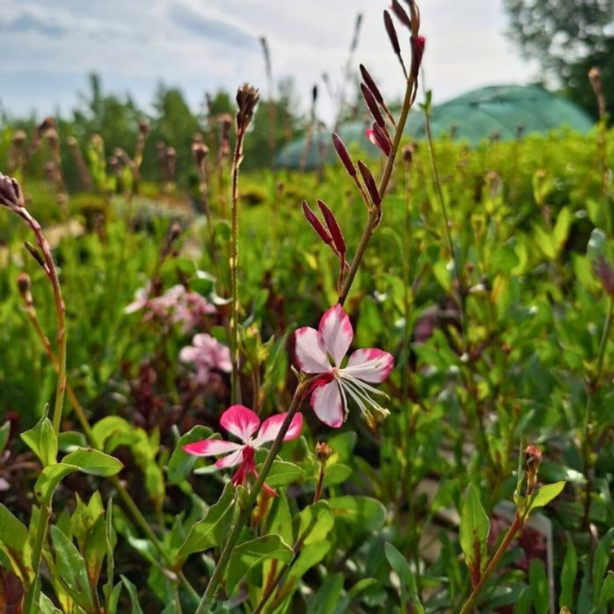 Gaura lindheimeri - Rózsaszín évelő díszgyertya