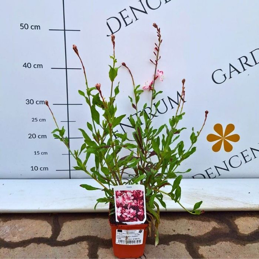 Gaura lindheimeri - Rózsaszín évelő díszgyertya