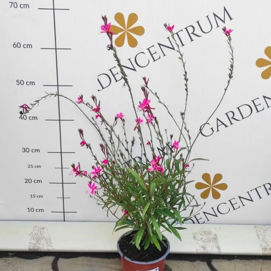 Gaura lindheimeri - Rózsaszín évelő díszgyertya