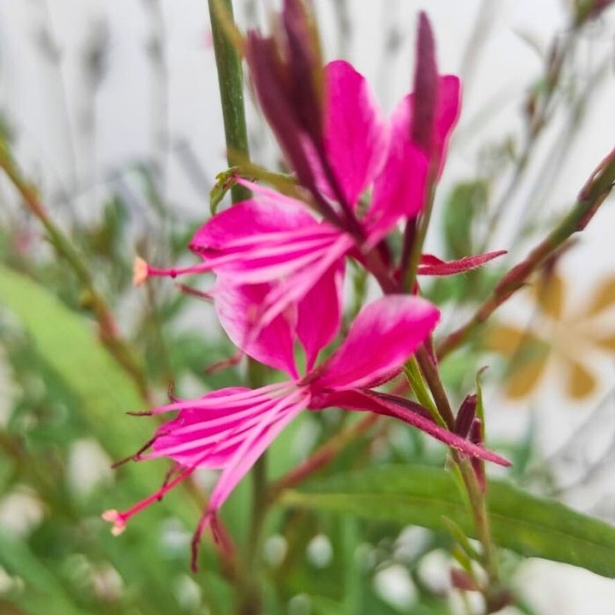 Gaura lindheimeri - Rózsaszín évelő díszgyertya