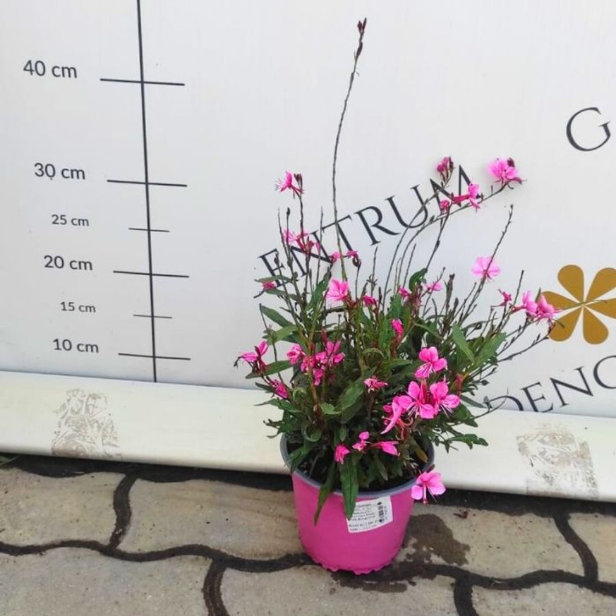 Gaura lindheimeri - Rózsaszín évelő díszgyertya
