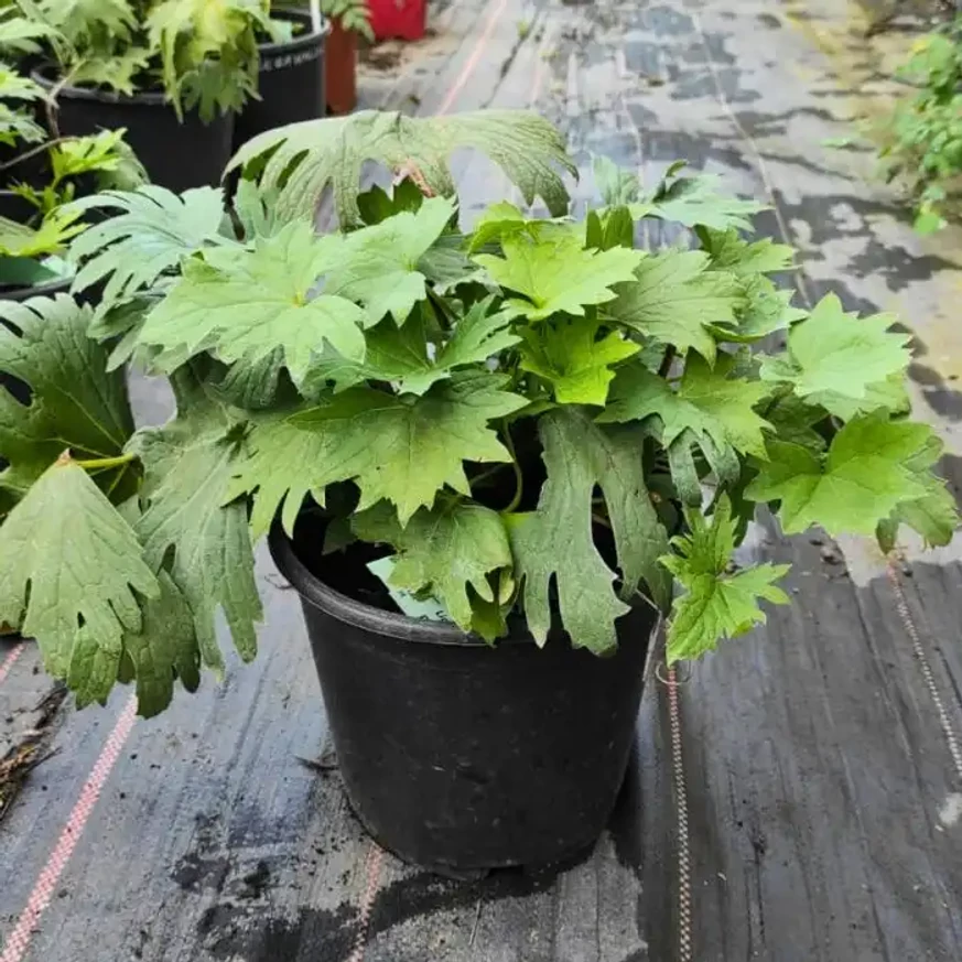 Ligularia - Karcsú hamuvirág Ligularia - Karcsú hamuvirág