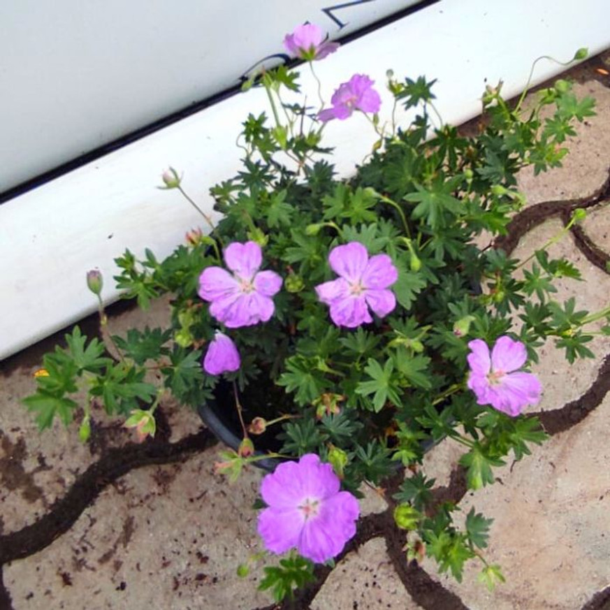 Geranium sanguineum Max Frei - Alacsony gólyaorr Geranium sanguineum Max Frei - Alacsony gólyaorr