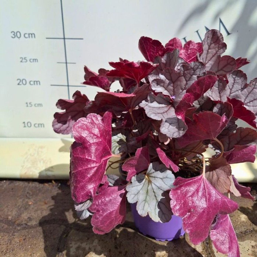 Heuchera sp - Ezüstlevelű tűzeső Heuchera sp - Ezüstlevelű tűzeső
